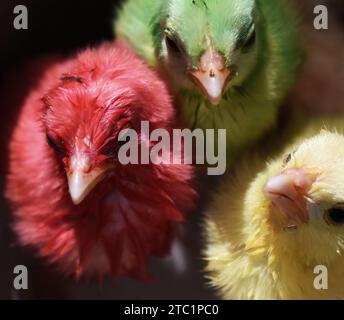 In der Industrie erhielten frisch geschlüpfte junge Küken künstliche Farben, um hinreißend auszusehen, was die Chancen auf den Verkauf auf lokalen Märkten erhöht. Stockfoto