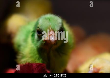 In der Industrie erhielten frisch geschlüpfte junge Küken künstliche Farben, um hinreißend auszusehen, was die Chancen auf den Verkauf auf lokalen Märkten erhöht. Stockfoto