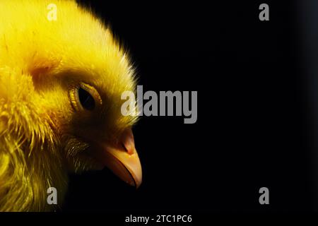 In der Industrie erhielten frisch geschlüpfte junge Küken künstliche Farben, um hinreißend auszusehen, was die Chancen auf den Verkauf auf lokalen Märkten erhöht. Stockfoto