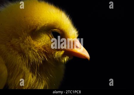 In der Industrie erhielten frisch geschlüpfte junge Küken künstliche Farben, um hinreißend auszusehen, was die Chancen auf den Verkauf auf lokalen Märkten erhöht. Stockfoto