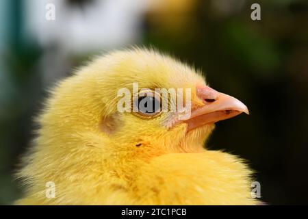 In der Industrie erhielten frisch geschlüpfte junge Küken künstliche Farben, um hinreißend auszusehen, was die Chancen auf den Verkauf auf lokalen Märkten erhöht. Stockfoto