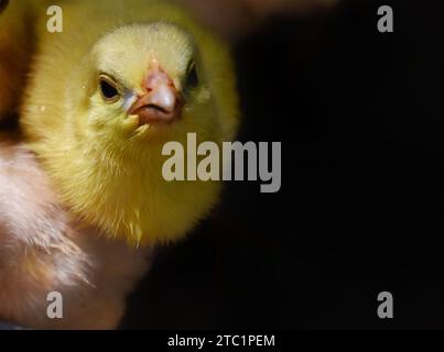 In der Industrie erhielten frisch geschlüpfte junge Küken künstliche Farben, um hinreißend auszusehen, was die Chancen auf den Verkauf auf lokalen Märkten erhöht. Stockfoto