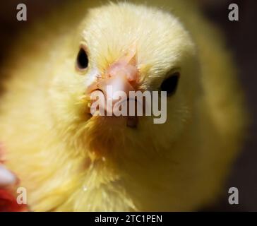 In der Industrie erhielten frisch geschlüpfte junge Küken künstliche Farben, um hinreißend auszusehen, was die Chancen auf den Verkauf auf lokalen Märkten erhöht. Stockfoto