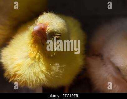 In der Industrie erhielten frisch geschlüpfte junge Küken künstliche Farben, um hinreißend auszusehen, was die Chancen auf den Verkauf auf lokalen Märkten erhöht. Stockfoto