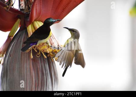 Nahaufnahme des indischen Purple Sun Bird (Cinnyris asiaticus), der den Bananenbaum bestäubt. Stockfoto