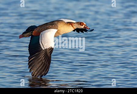 Ägyptische Gans (Alopochen aegyptiaca) in den Niederlanden. Stockfoto