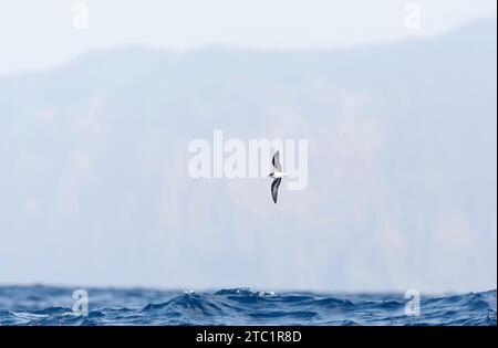 Zino's Petrel, Pterodroma madeira, auf See vor Madeira, Portugal. Stockfoto