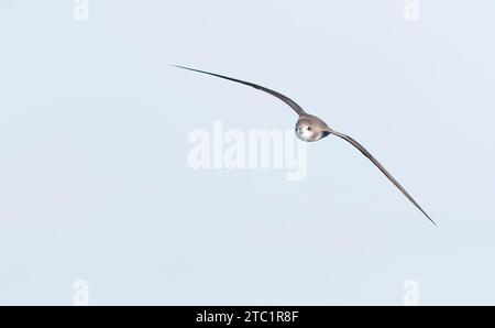 Zino's Petrel, Pterodroma madeira, auf See vor Madeira, Portugal. Stockfoto