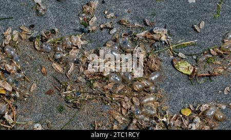 Die Hochwassermarke ist voller toter blauer Flaschen. Sie wurden dorthin geschoben, der Flut und dem Wind ausgeliefert. Stockfoto