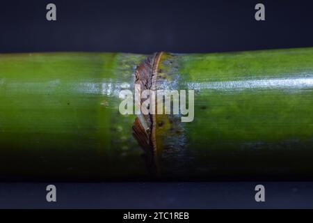 Nahaufnahme eines grünen Zuckerrohrzweigs oder Stammes (Saccharum officinarum) aus der Familie der Poaceae Stockfoto