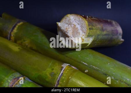 Nahaufnahme eines grünen Zuckerrohrzweigs oder Stammes (Saccharum officinarum) aus der Familie der Poaceae Stockfoto