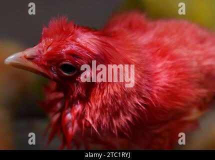 In der Industrie erhielten frisch geschlüpfte junge Küken künstliche Farben, um hinreißend auszusehen, was die Chancen auf den Verkauf auf lokalen Märkten erhöht. Stockfoto