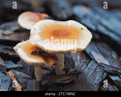 Ein einzelner Pilz wächst zwischen toten Stäben und Trümmern auf dem Boden in einer natürlichen Umgebung im Freien Stockfoto