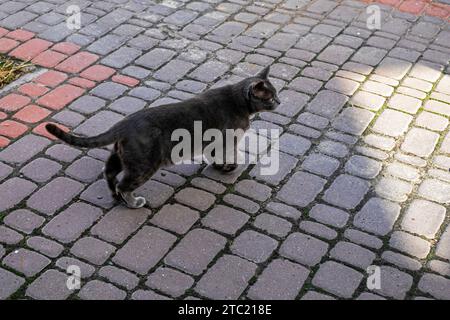 Die süße blaue, burmesische Katze läuft im Hof. Pflege von Haustieren Stockfoto