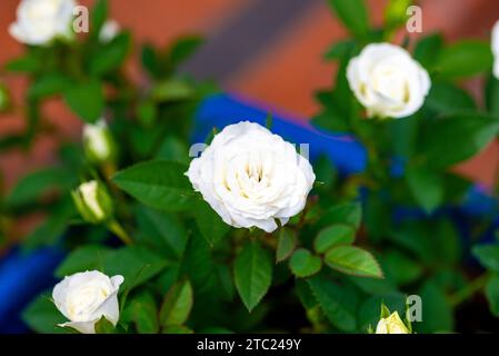 Mehrere Blüten weißer Rosen mit vielen grünen Blättern, einige Blüten verschwinden in der Unschärfe. Stockfoto