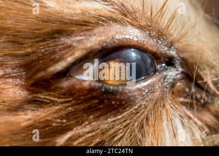 des Hundes Auge Makro Detail, Yorkshire-Terrier braune Hund Nahaufnahme Yorkshire Terrier braune Farbe Hündchen. Expressive Doggy Blick Stockfoto