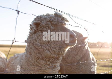 Schafe grasen im Freien in Neuseeland bei Sonnenuntergang. Das Kleinvieh, die Tierhaltung. Stockfoto