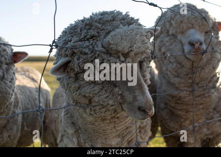 Schafe grasen im Freien in Neuseeland bei Sonnenuntergang. Das Kleinvieh, die Tierhaltung. Stockfoto