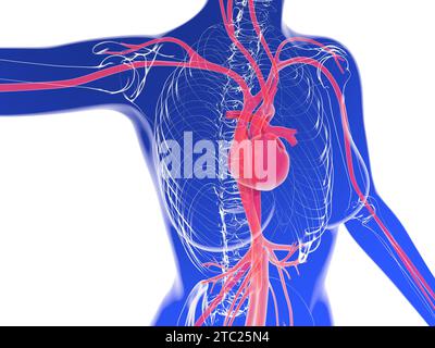 3D-Illustration der weiblichen Silhouette des Kreislaufsystems. Transparente Anatomie des Herzens, der Arterien und anderer innerer Organe. Stockfoto