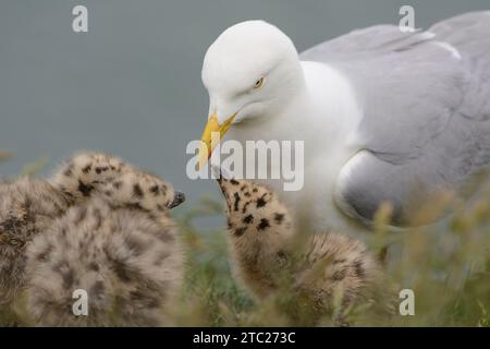 Heringsmöwe Larus argentatus, mit Küken, die an der roten Stelle auf der Rechnung für Erwachsene picken, um Elternvögel zu ermutigen, Futter zu verzehren, Cornwall, England, Großbritannien, Juni. Stockfoto