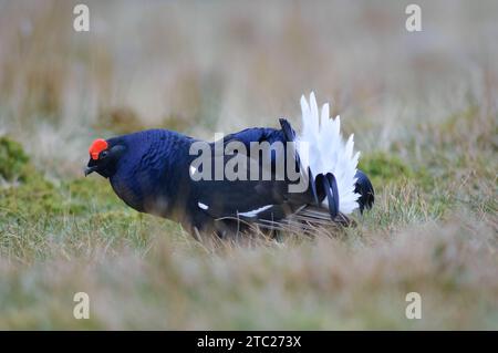 Birkhühner Tetrao tetrix, männlich in vollem Zuchtgefieder, Teesdale. County Durham, England, Großbritannien, Mai. Stockfoto