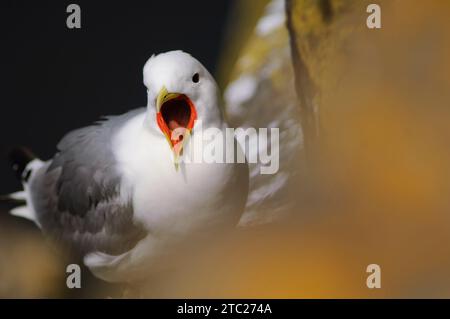 Schwarzbeinige Kätzchen Rissa tridactyla, hoch oben auf der Nistklippe, Northumberland, England, Großbritannien, Juli. Stockfoto