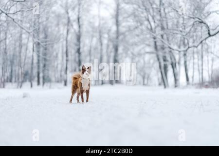 Nahaufnahme Porträt der sibirischen laika in Ingwerfarbe, Gehen und Spielen im Schnee, flacher Fokus Stockfoto