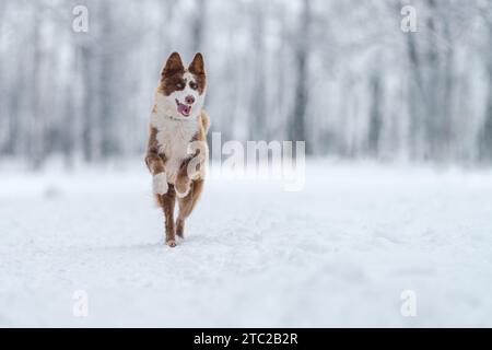 Nahaufnahme Porträt der sibirischen laika in Ingwerfarbe, Gehen und Spielen im Schnee, flacher Fokus Stockfoto