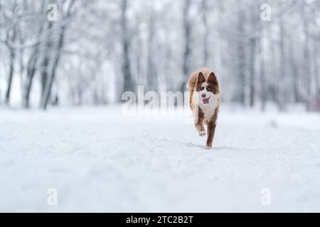 Nahaufnahme Porträt der sibirischen laika in Ingwerfarbe, Gehen und Spielen im Schnee, flacher Fokus Stockfoto