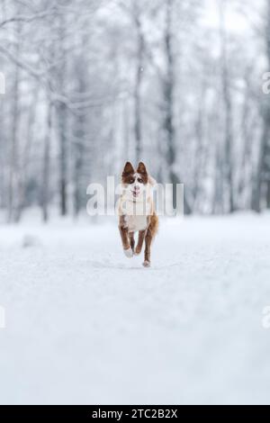 Nahaufnahme Porträt der sibirischen laika in Ingwerfarbe, Gehen und Spielen im Schnee, flacher Fokus Stockfoto