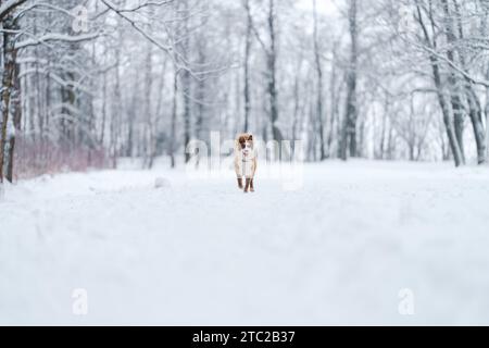 Nahaufnahme Porträt der sibirischen laika in Ingwerfarbe, Gehen und Spielen im Schnee, flacher Fokus Stockfoto