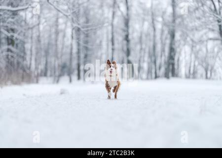 Nahaufnahme Porträt der sibirischen laika in Ingwerfarbe, Gehen und Spielen im Schnee, flacher Fokus Stockfoto