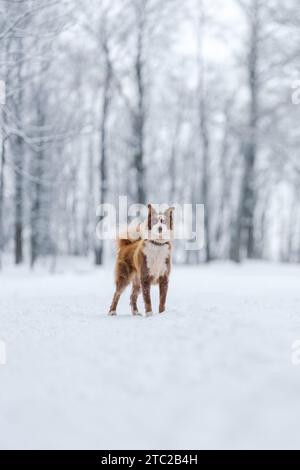 Nahaufnahme Porträt der sibirischen laika in Ingwerfarbe, Gehen und Spielen im Schnee, flacher Fokus Stockfoto