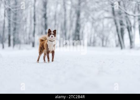 Nahaufnahme Porträt der sibirischen laika in Ingwerfarbe, Gehen und Spielen im Schnee, flacher Fokus Stockfoto