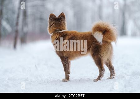 Nahaufnahme Porträt der sibirischen laika in Ingwerfarbe, Gehen und Spielen im Schnee, flacher Fokus Stockfoto