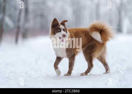 Nahaufnahme Porträt der sibirischen laika in Ingwerfarbe, Gehen und Spielen im Schnee, flacher Fokus Stockfoto