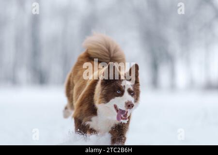 Nahaufnahme Porträt der sibirischen laika in Ingwerfarbe, Gehen und Spielen im Schnee, flacher Fokus Stockfoto