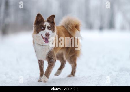 Nahaufnahme Porträt der sibirischen laika in Ingwerfarbe, Gehen und Spielen im Schnee, flacher Fokus Stockfoto