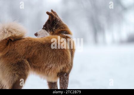 Nahaufnahme Porträt der sibirischen laika in Ingwerfarbe, Gehen und Spielen im Schnee, flacher Fokus Stockfoto