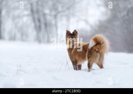 Nahaufnahme Porträt der sibirischen laika in Ingwerfarbe, Gehen und Spielen im Schnee, flacher Fokus Stockfoto