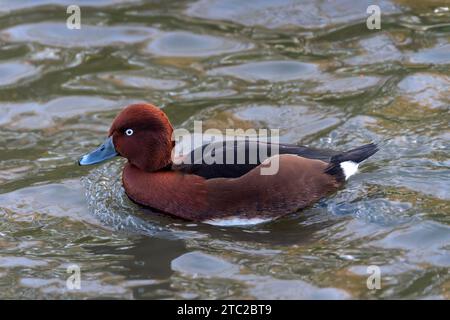 Eisenhaltige Ente ( Aythya nyroca), die im Wasser schwimmt, auch bekannt als eisenhaltige Pochard, die auf einem See in Großbritannien schwimmt, Stockfoto Stockfoto