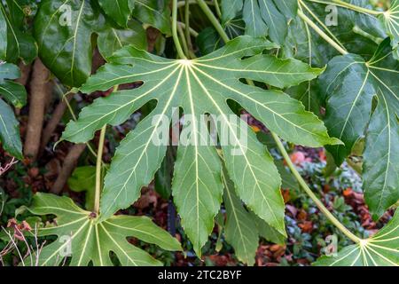 Fatsia Japonica, ein grünes, halbimmergrüner Strauß, allgemein bekannt als Rizinusöl-Pflanze, Stockfoto Stockfoto