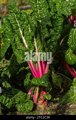 Rhabarber Chard Pfefferminz Beta vulgaris subsp cicla var flavescens eine Gemüsesalat Nahrungspflanze mit gesundheitlichen Diät-Vorteilen, Stockfotobild Stockfoto