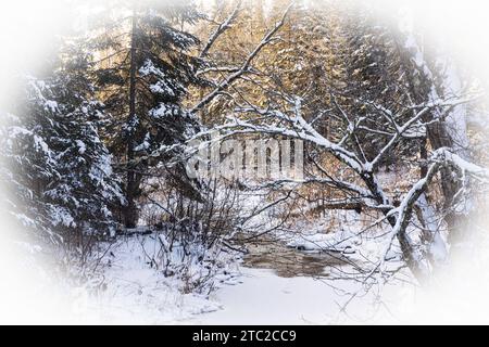 Schneeszene mit sonnendurchfluteten Bäumen im Hintergrund und schneebedeckten Nadelbäumen im Vordergrund, mit einem offenen Bach, der durch das Foto fließt. Stockfoto