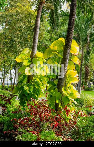 Philodendron mit gelber Vielfalt klettert entlang des Stammes einer tropischen Palme in einem feuchten Dschungel in Thailand Stockfoto