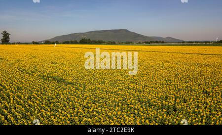 Flug über Sonnenblumenfeld, aus der Vogelperspektive blühende Sonnenblumen in Lop buri.Thailand Stockfoto