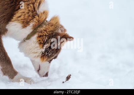 Nahaufnahme Porträt der sibirischen laika in Ingwerfarbe, Gehen und Spielen im Schnee, flacher Fokus Stockfoto