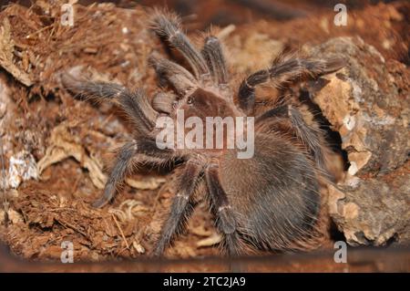 Parahybana Tarantula oder Brasilianischer Lachs rosa Tarantula, stammt aus der Region Parahyba in Brasilien und ist eine der größten Taranteln der Welt Stockfoto