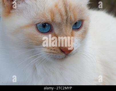 Tabby und weiße Katze. Schließen Sie die Ansicht. Stockfoto