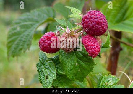 Grüner Himbeerzweig mit reifenden Beeren im Garten Stockfoto